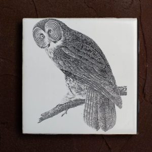 Cinereus owl on 4" tile
